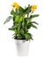 Leafy green Canna indica plant with yellow flowers