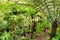 Leafy and green garden with big ferns in Sintra