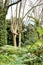 Leafy and green garden with big ferns in Sintra