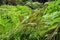 Leafy and green garden with big ferns in Sintra