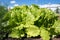 Leafy green lettuce grows on a vegetable bed against a blue sky on sunny summer day