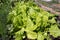 Leafy green lettuce grows on a vegetable bed on sunny summer day