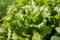 Leafy green lettuce grows on a vegetable garden on sunny summer day
