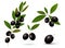 Leafy green twigs with healthy ripe black olives