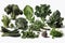 Leafy green vegetables, high resolution. Isolate on white background.