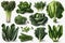 Leafy green vegetables, high resolution. Isolate on white background.