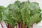 Leafy greens. Fresh, young beetroot leaves at the table