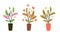 Leafy houseplants botanical illustration set. Vector flowers clipart collection isolated on white.