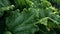 Leafy kale