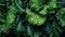 Leafy kale