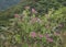 Leafy Mountains Landscape in Banos Ecuador