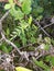 Leafy plants & branches