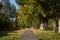 leafy road in autumn