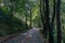 Leafy road in the middle of the forest in northern Spain