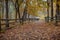 Leafy road with a wooden fence leads to the farm.