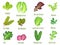 Leafy salad green. Green leaf lettuce, fresh spinach and kale. Planted vegetables leaves, healthy food cartoon vector