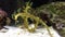 Leafy sea dragon