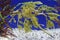 Leafy seadragon