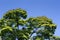 The leafy sibipiruna tree in bloom under the blue sky