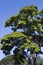The leafy sibipiruna tree in bloom under the blue sky