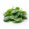Leafy Spinach isolated on a pure white background