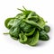 Leafy Spinach isolated on a pure white background