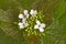 Leafy stem and flowers of garlic mustard