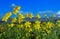 Leafy Stemmed Coreopsis, Leptosyne calliopsidea, Carrizo plain national monument