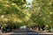 A leafy street with autumn colours in Orange, Australia