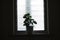 a leafy succulent plant decorating the lone window sill of a well decorated refreshing indoor space, backilit by the bathroom