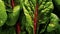 Leafy Swiss chard