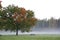 A leafy tree with autumn colors on misty morning