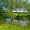 Leafy tree overhanging river