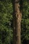 Leafy tree trunk and street lamp in a park in Tielt