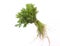 Leafy vegetable - Crown daisy, Japanese green or edible chrysanthemum. Scientific name - Glebionis coronaria.