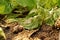 Leafy vegetable disease from bacteria