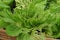 Leafy vegetable leaves` damage from worm