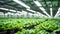 Leafy vegetables are growing in indoor farm