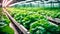 Leafy vegetables are growing in indoor farm