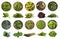 Leafy vegetables isolated on white. Spinach leaves, parsley, mangold, lettuce, arugula, sage, basil, asparagus, green peas, isolat