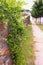 Leafy Vine Cascades Down Stone Wall on Village Sidewalk