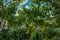 Leafy vines with bunches of grape on courtyard