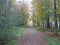 Leafy woodland track leads into the distant trees