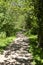 Leafy woodland track in a woodland glade