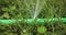 Leak in garden hose. Water leaking from watering pipe in backyard dolly in shot