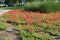 Leak in irrigation tube hydrates bees amidst portulaca