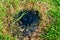 Leaking tar pit, a black, gooey mess, is leaking from the ground over green grass