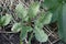 Leaky radish leaves affected by leaf beetle or cruciferous flea. Phyllotreta cruciferae plants pests