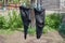 Leaky socks hang on a rope in the yard of a village house.