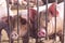 Lean hogs in a farm, closeup